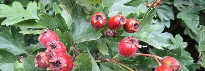 Экстракт боярышника (Crataegus monogyna)