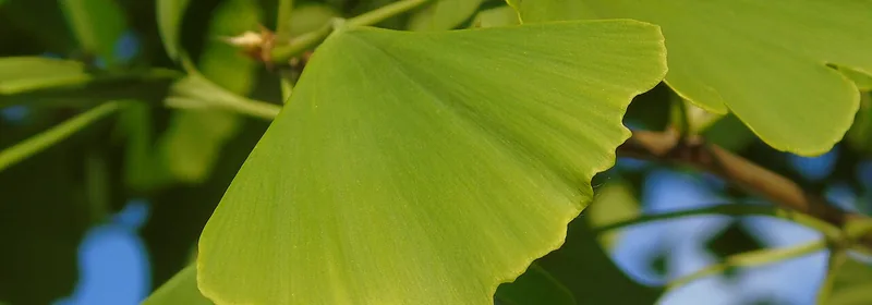 Экстракт гинкго билоба (Ginkgo biloba)