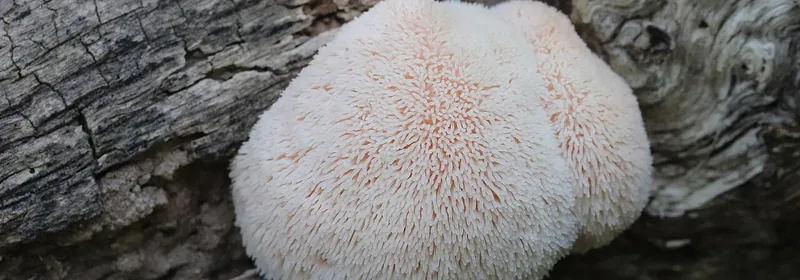 Экстракт ежовика (Hericium erinaceus)