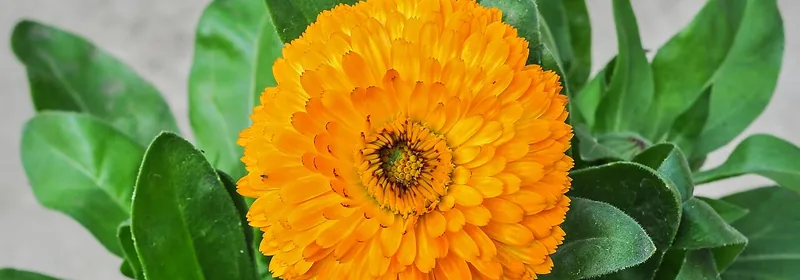 Экстракт календулы (Calendula officinalis)
