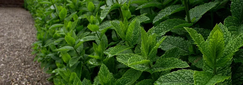 Экстракт мяты (Mentha piperita)